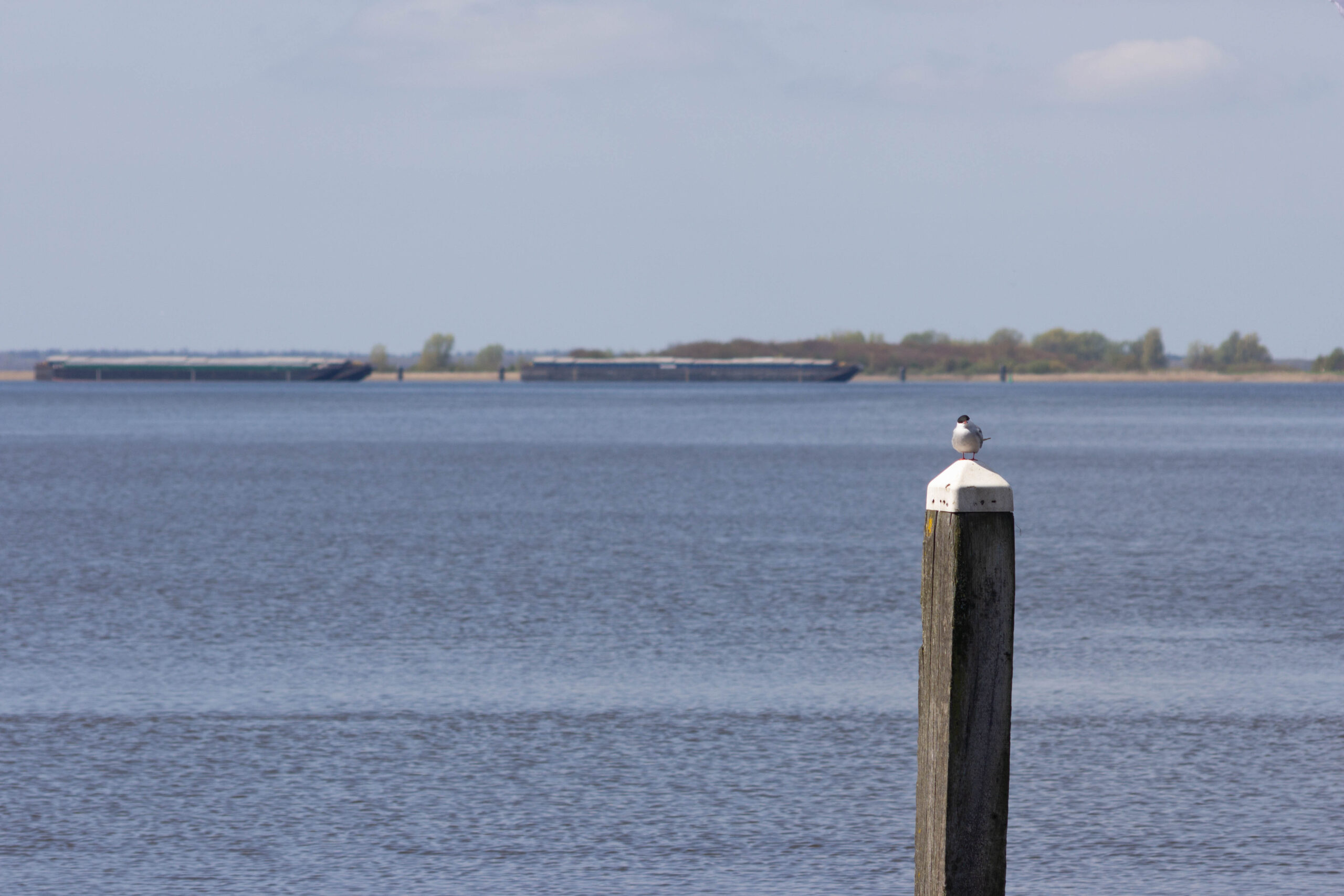 IJsselmeer